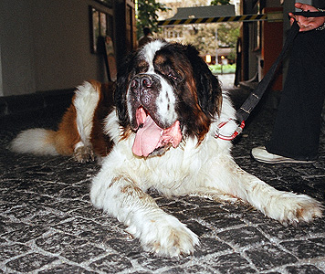 Prague Dog #1: I'm thinking it's a Saint Bernard. (2003)