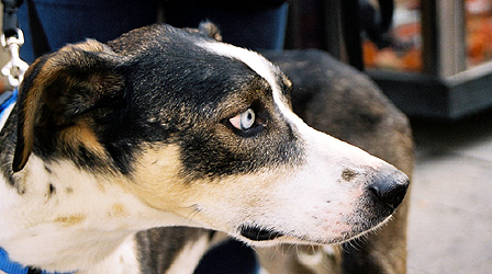 Not an actual Prague Dog, because this sweet creature was discovered in Vienna.  The owner told us the breed, but I don't remember.  Maybe a saluki? (2003)