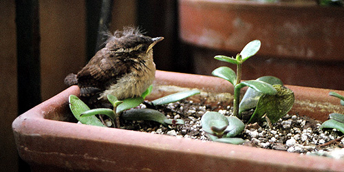 In the second part of the book, called Unscattering, The Boys and I have a run-in with some baby birds on the front porch.  Here is a photo of one of the little fellas/gals.  (2004)