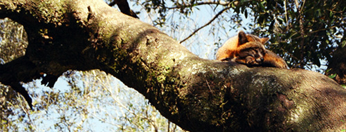 Fox in a tree at the Tallahassee Museum.  (2005)