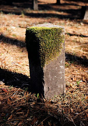 At the potter's field near our old home in the woods, south of town, exactly one of the old stone markers is covered in moss. (2005)