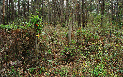 The first thing you see in the woods at The Greenway when you come across the abandoned graveyard.  Do you see the graves?  (2005)