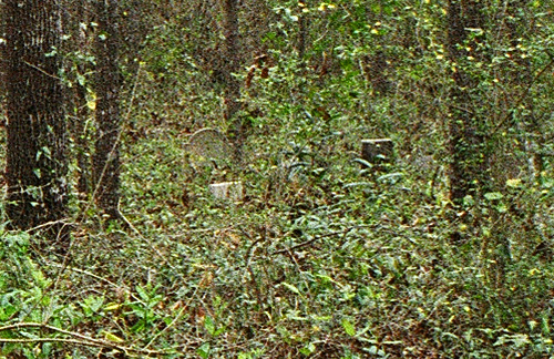Zoom from yesterday's photo.  Now you can see the headstones hidden in the green.  (2005)