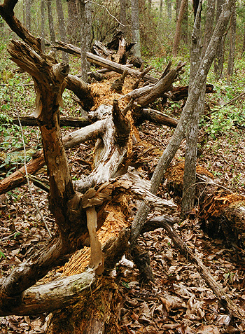 End-on perspective of the biggest fallen tree at the abandoned graveyard at The Greenway.  (2005)