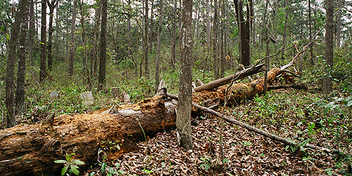 Another view of the biggest fallen tree at the abandoned graveyard at The Greenway.  (2005)