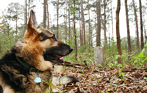 Sheriff relaxing at the abandoned graveyard at The Greenway.  (2005)