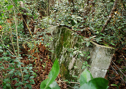 Under the bushes, near the door and the old wheelchair ramp, you can find what's left of the old cinderblock walls of whatever this building was in the middle of the abandoned grounds at The Asylum.  (2005)