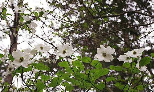 Here's some flowers for you, Mom.  Found just outside the abandoned graveyard at The Greenway.  They're dogwoods, right?  (2005)