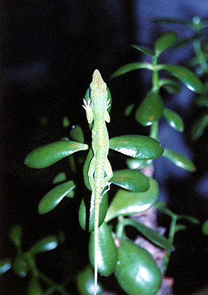 A few summers ago, a chameleon (well, actually an anole) got in the habit of sleeping on one of my jade plants almost every night.  Here is the first of several of his resting poses I caught on film.  (2002?)
