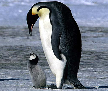 Image from March of the Penguins.