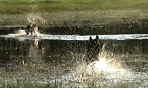 Another shot from our only video of the Red Dog.  We were at The Greenway, and you can see Sheriff in the foreground and Chaunce further back on the left making quite a mess of it all as he tears through the water.  (2003)