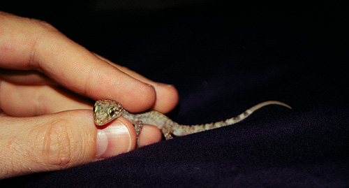 Peter with gecko.  (2005)