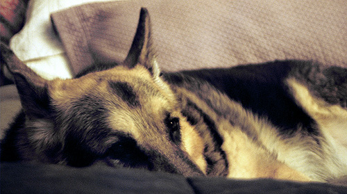 Sheriff hiding on the bed.  (2005)
