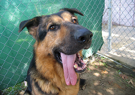 Our new dog, Argus.  This picture was taken in the private run at the animal shelter when I visited him for the third time.  (2005)