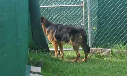 Side view of Argus.  This picture was taken at the animal shelter.  Apparently he had better things to do than show his appreciation for the guy who adopted him knowing he was heartworm positive and was taking him away from this place.  (2005)