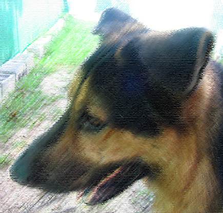 A picture of Argus at the animal shelter, but rendered as a pastel.  (2005)