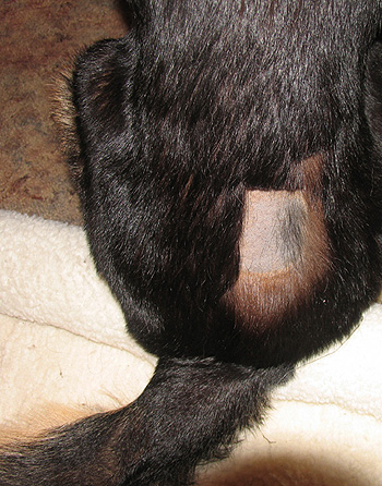 Where they shaved Argus for the injections for his heartworm treatment.  The hair is starting to grow back.  (2005)