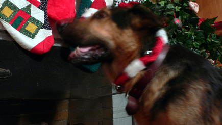 Argus feeling holly and jolly (and unable to remain still for the fraction of a second required for this picture).  (2005)
