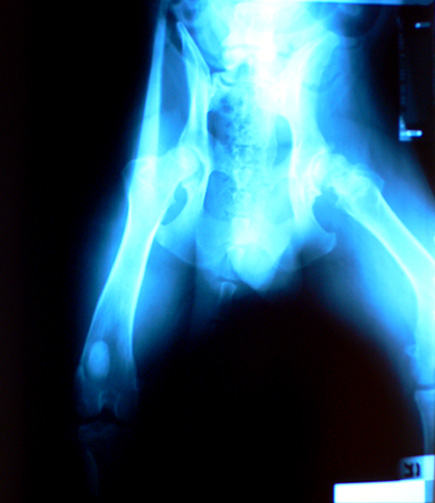 X-ray of Argus' hips.  (2005)