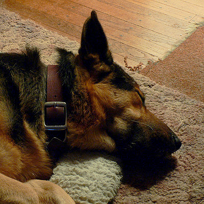 Argus asleep.  (2006)