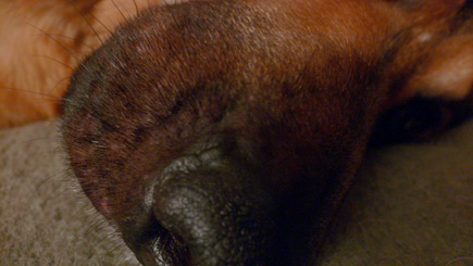 The nose of Argus in the middle of the night.  (2006)
