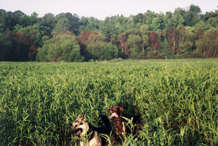 Sheriff and The Red Dog running through the marshy weeds at The Asylum.  Right about where they are in this picture is where you'll find the Blairstone Extension running through today.  (2001?)