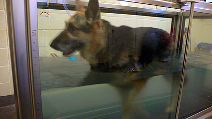 Sheriff in the midst of his first underwater treadmill session.  (2007)