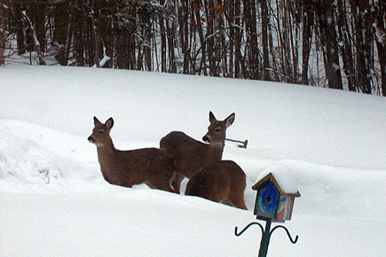 Deer in the snow in early March in the Upper Peninsula of Michigan.  My dad took this picture from the house.  (2007)