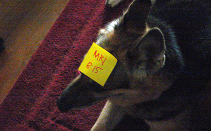 Dog as bulletin board.  (2007)