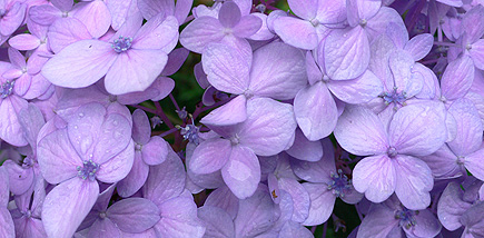 Some purple flower in the other back yard (far side of the property).  Hydrangea perhaps?  (2007)