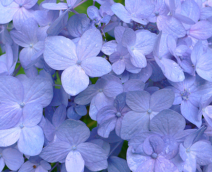Close-up of blue hydrangea growing in the other back yard.  (2007)