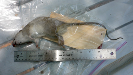 The biggest rat I've ever trapped.  (2007)