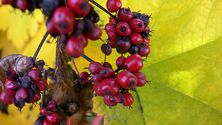 Close-up of the berries on the maple-like plant. (2007)