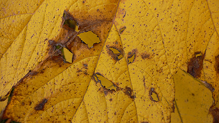 Close-up of leaf of strange maple-like plant.  (2007)