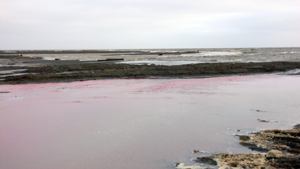 Blood in the water of a tidal pool between Barrow and Point Barrow.  (2007)