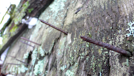 The pointy ends of some old nails sticking through a piece of old wood.  (2007)