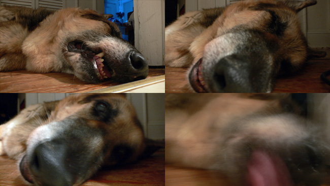 July photos of a sleeping Sheriff arranged as a quadriptych.  (2008)