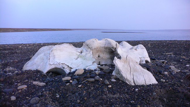 Photo of an old whale skull near the Wiley Post memorial 10 miles west of Barrow.  (2007)