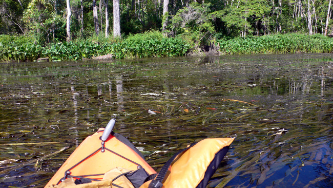 Not quite stuck in the weeds in the Wakulla River.  (2010)