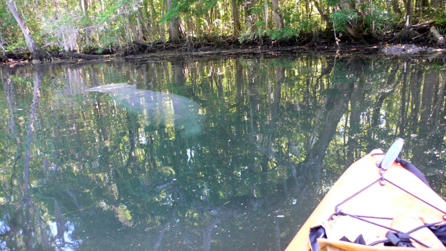 First manatee of the day, spotted in the Wakulla River.  (2010)