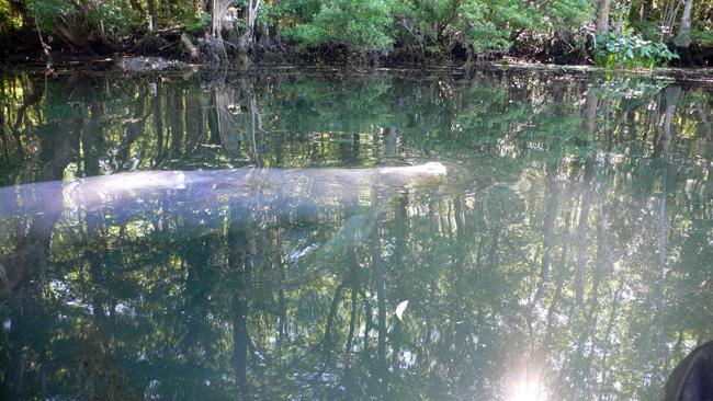 Manatee surfaces for air in the Wakulla River.  (2010)