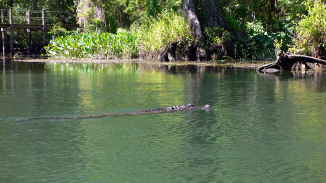 Alligator spotted from our kayak in the Wakulla River.  (2010)