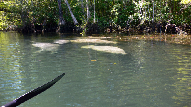 A herd of manatee in the Wakulla River.  (2010)