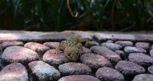 A dead gecko on the Welcome mat at the back door.  I still thought it was alive when I quietly took this picture.  (2010)